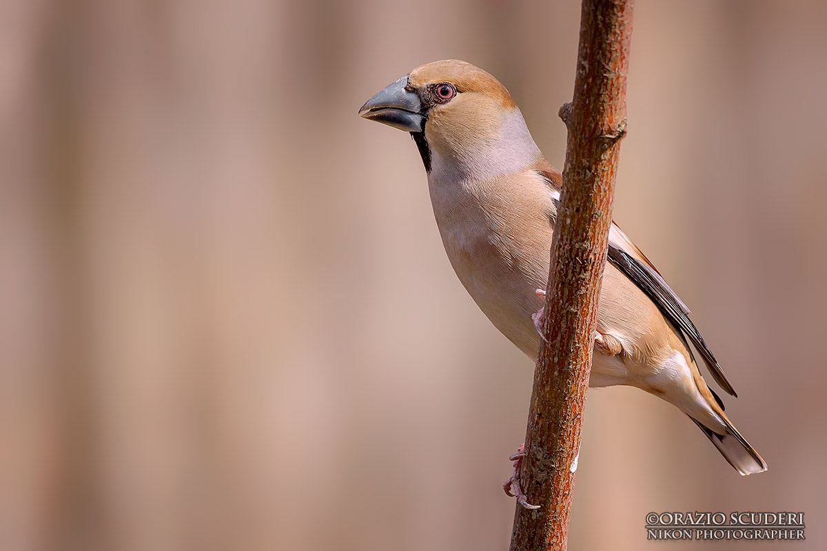 Coccothraustes coccothraustes