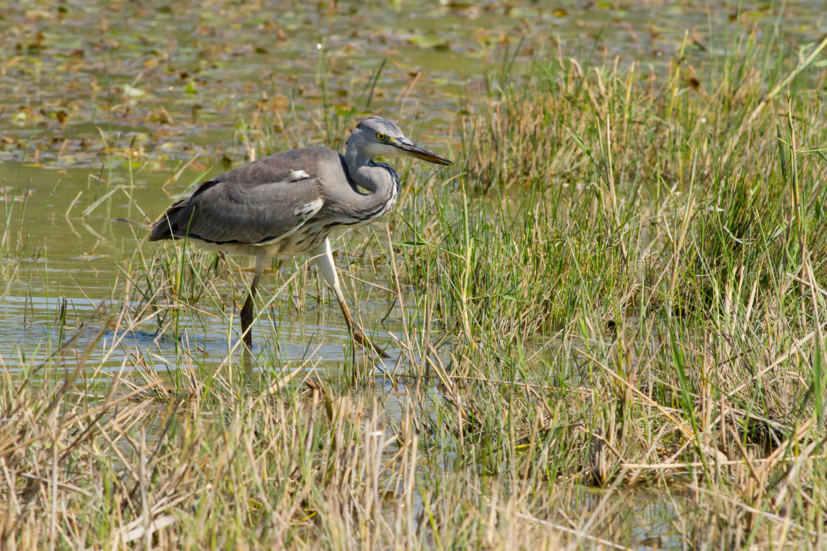 Heron walking