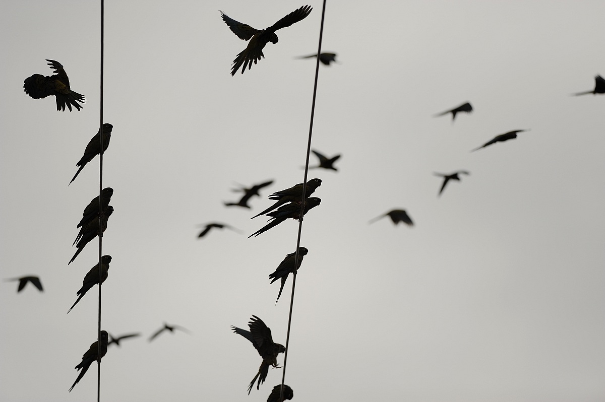 Pappagalli nel deserto