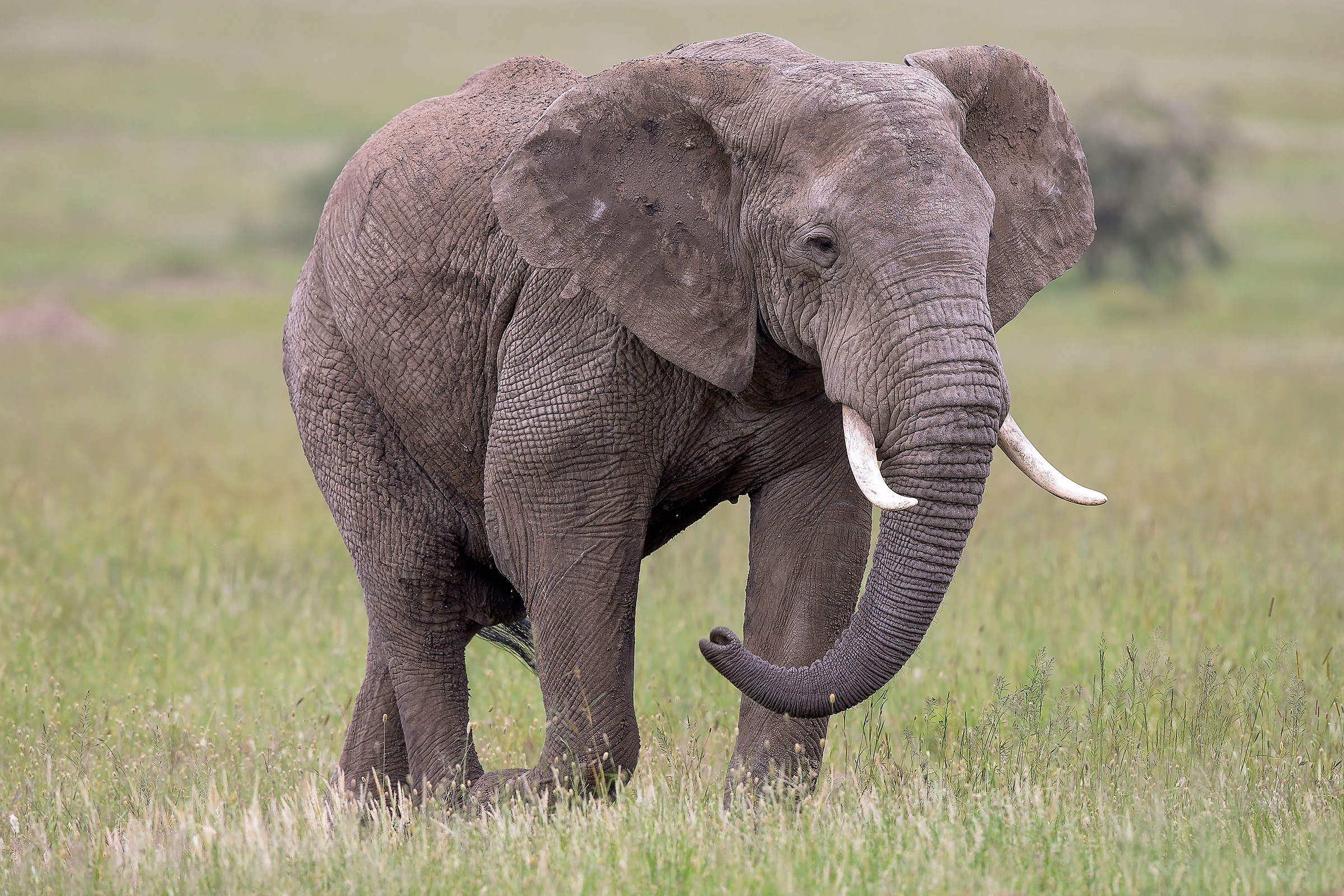 Loxodonta africana 2