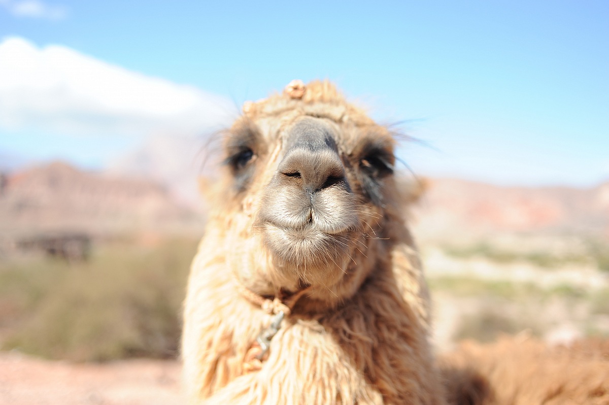 lama andino