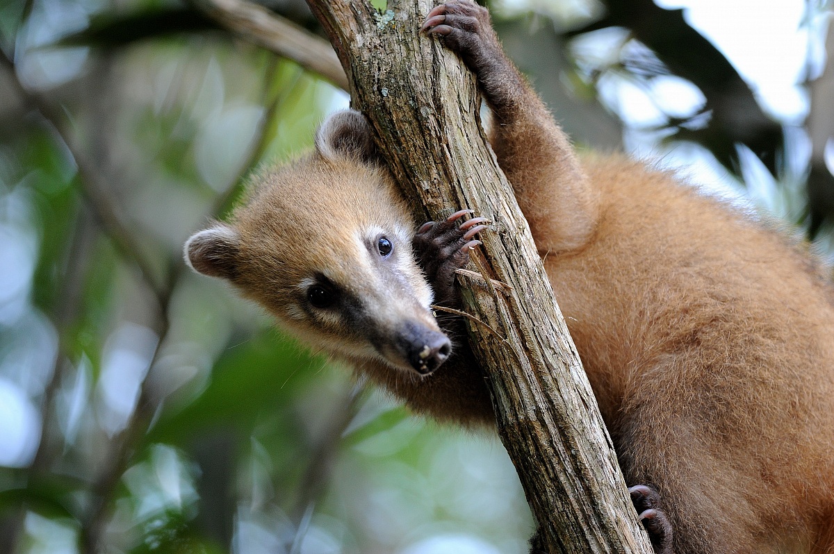 coati