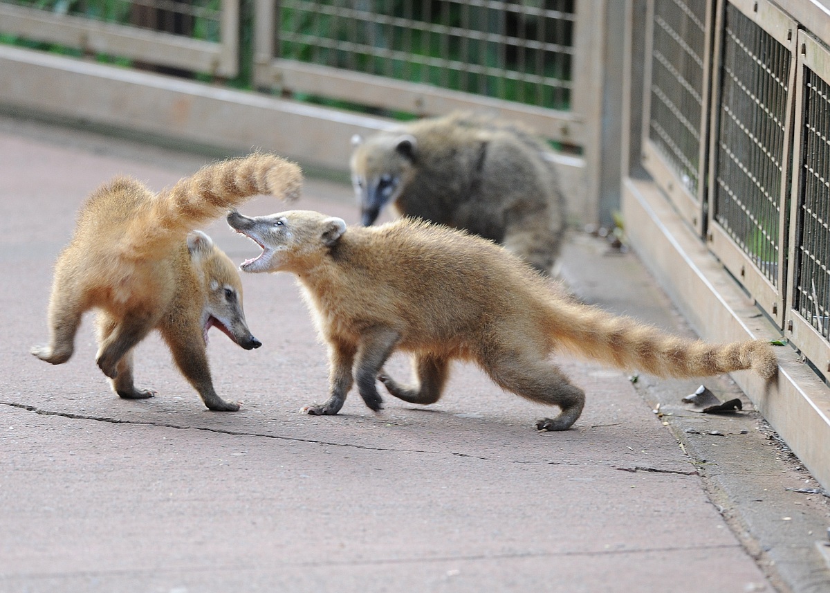 Lotta fra Giovani coati