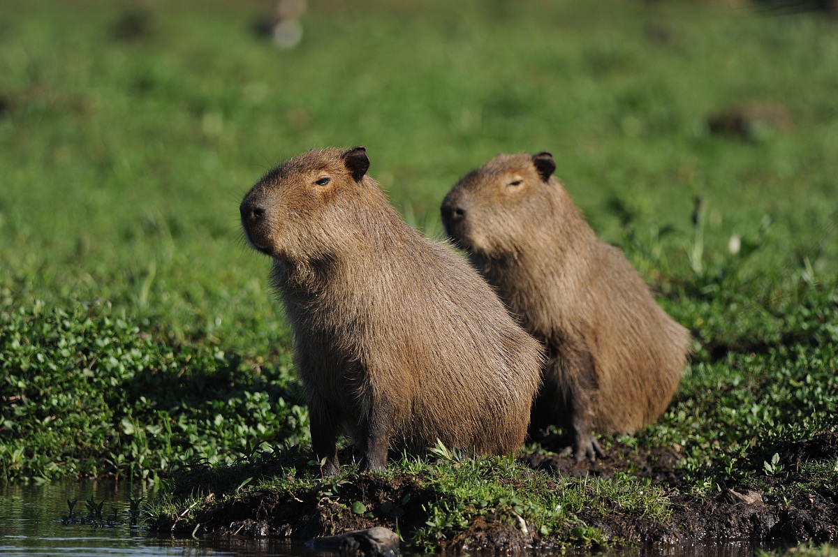 coppia di capibara