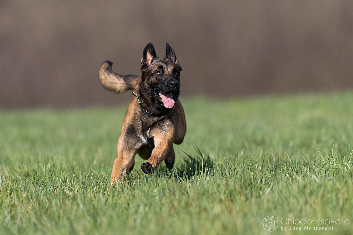 Louis, Belgian shepherd malinois