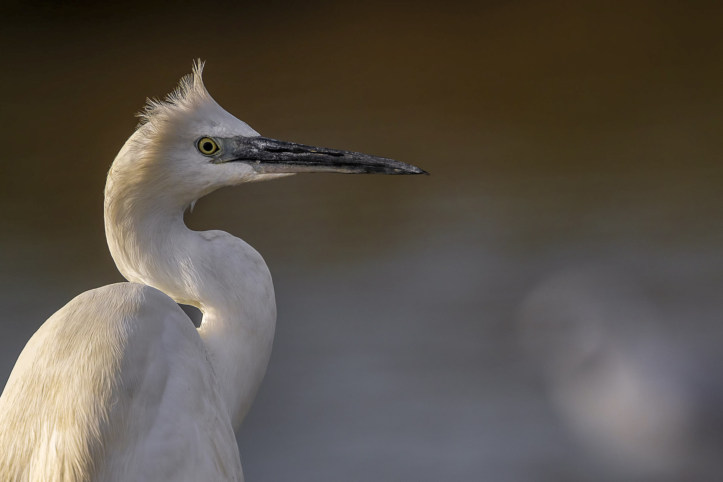 portrait of egret
