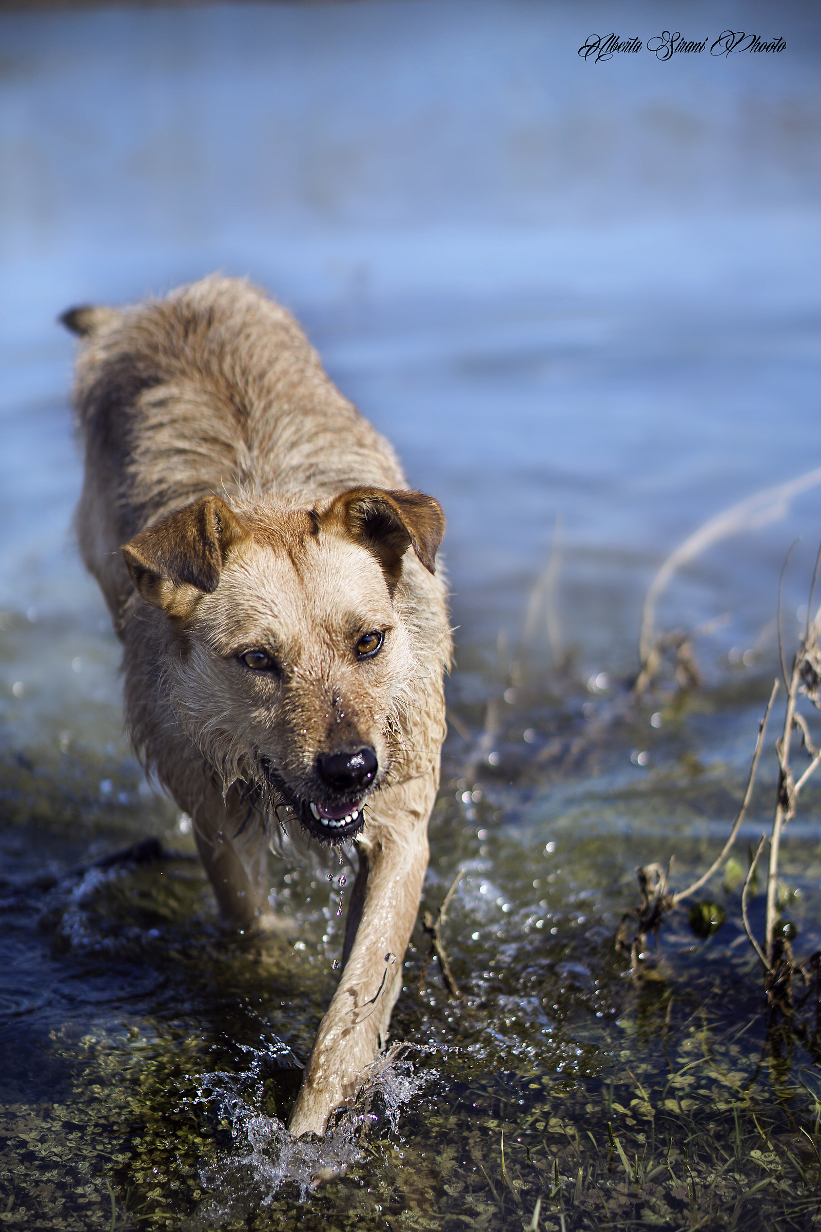 Dog at the lake