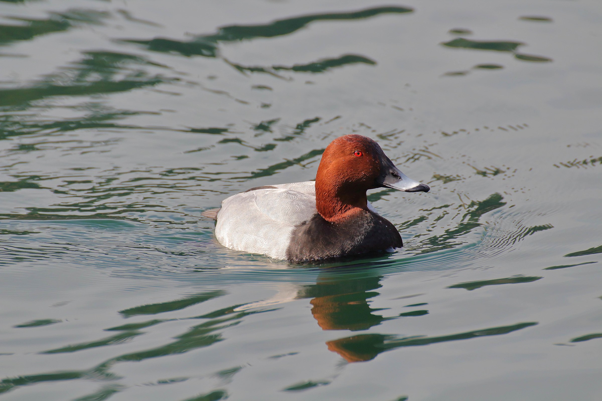 Pochard