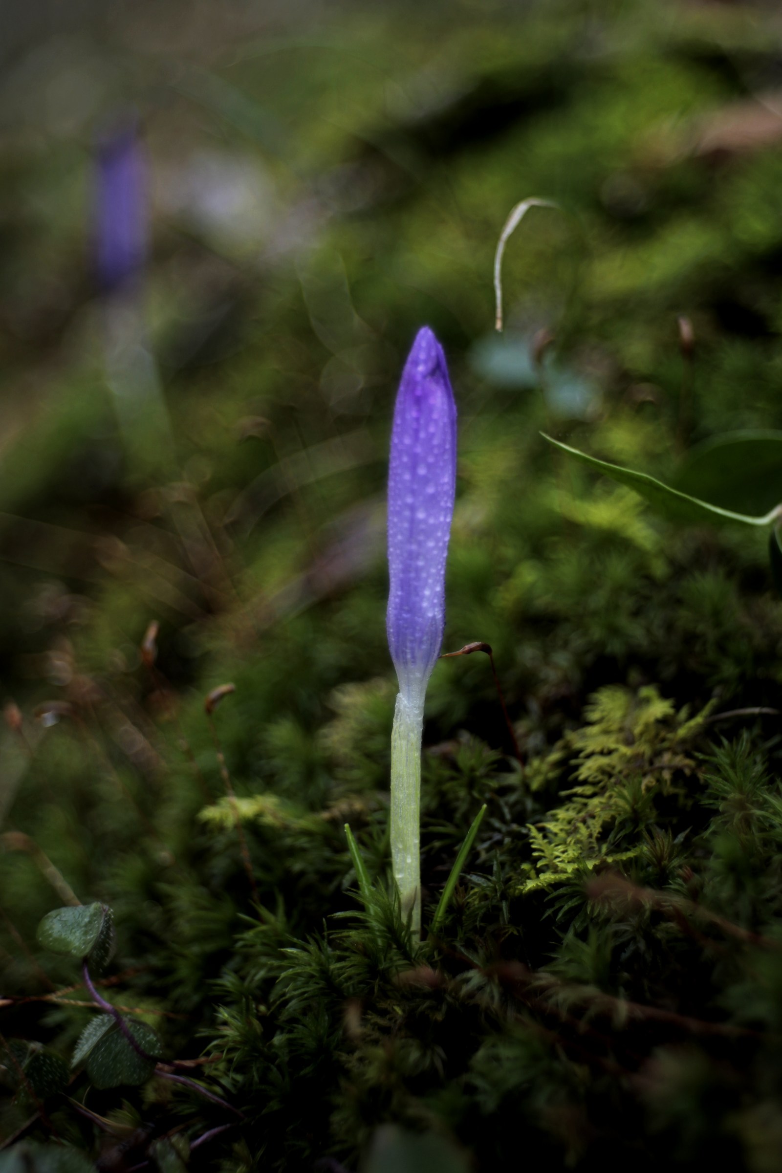 spring trioplan 50mm