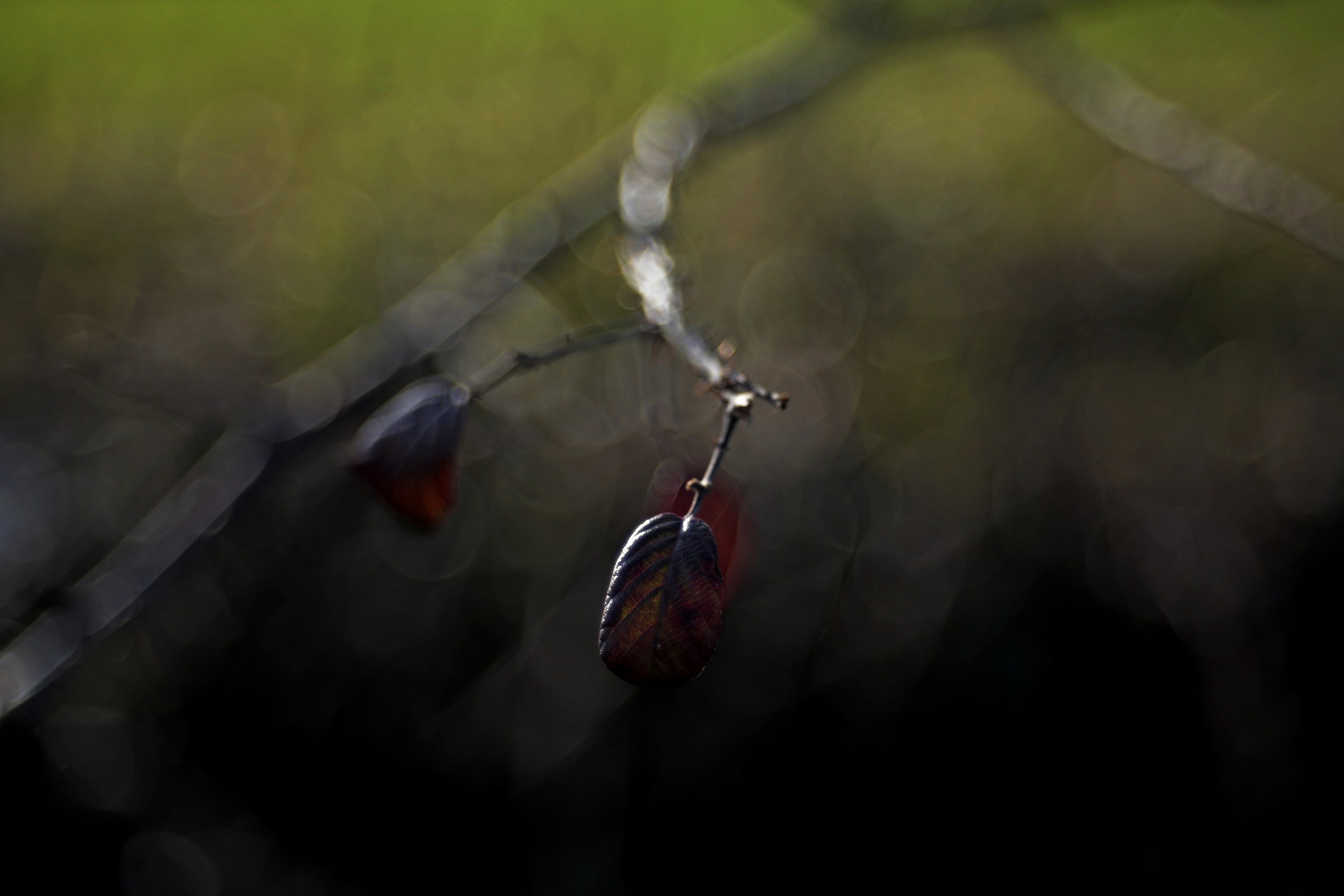 Autumn trioplan 50mm