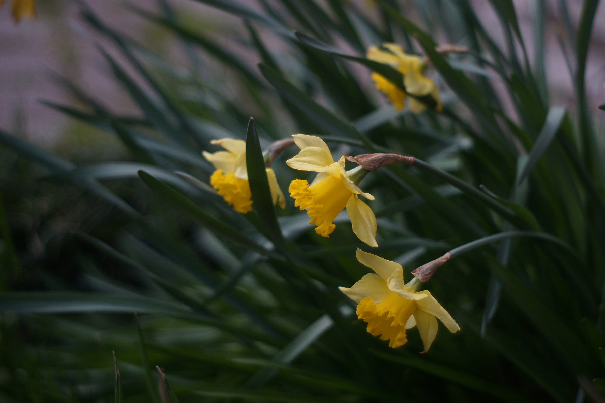 Narcisi f/2.8