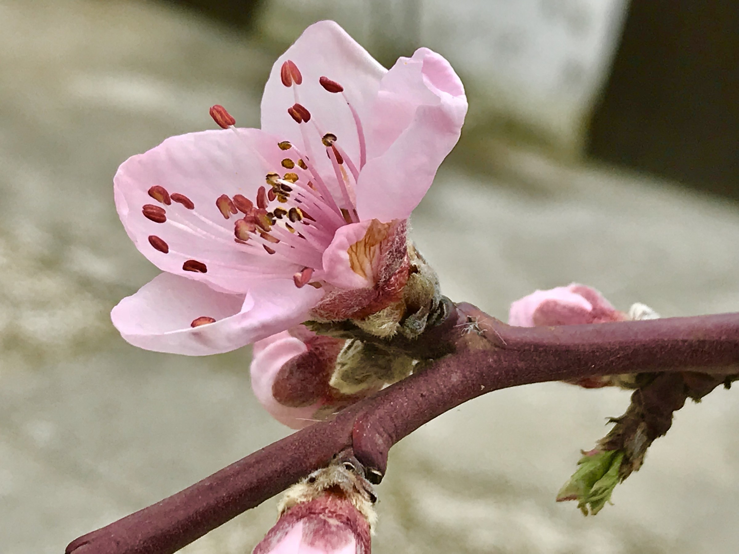The peach blossom