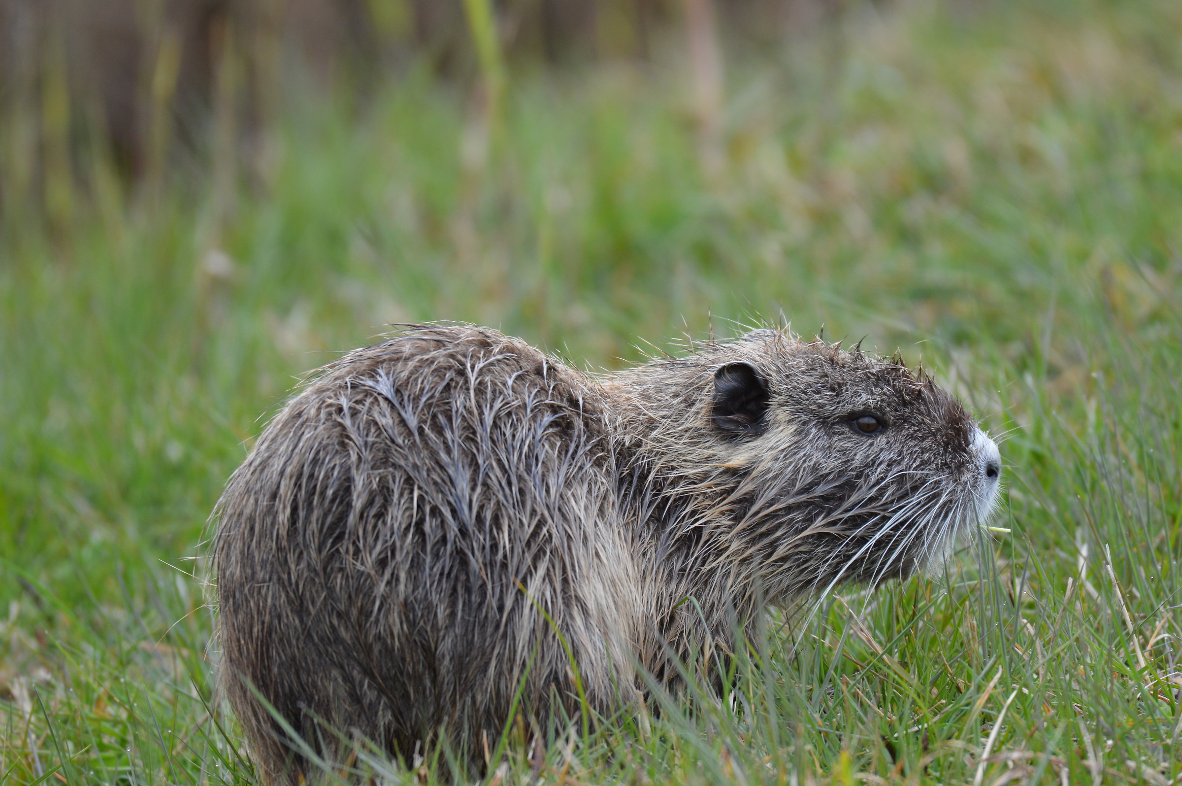 Nutria