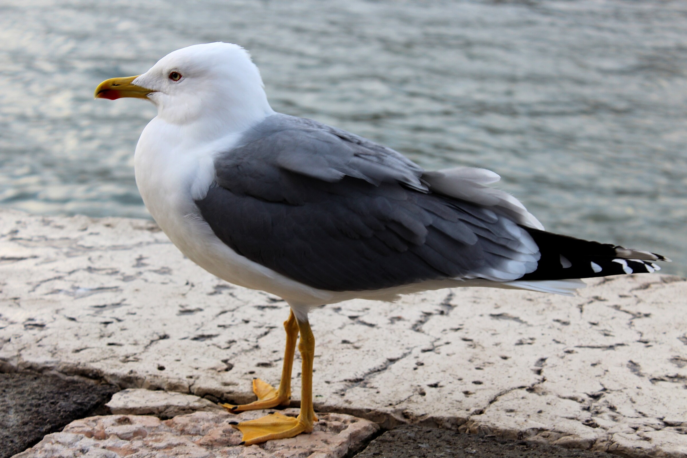 Seagull