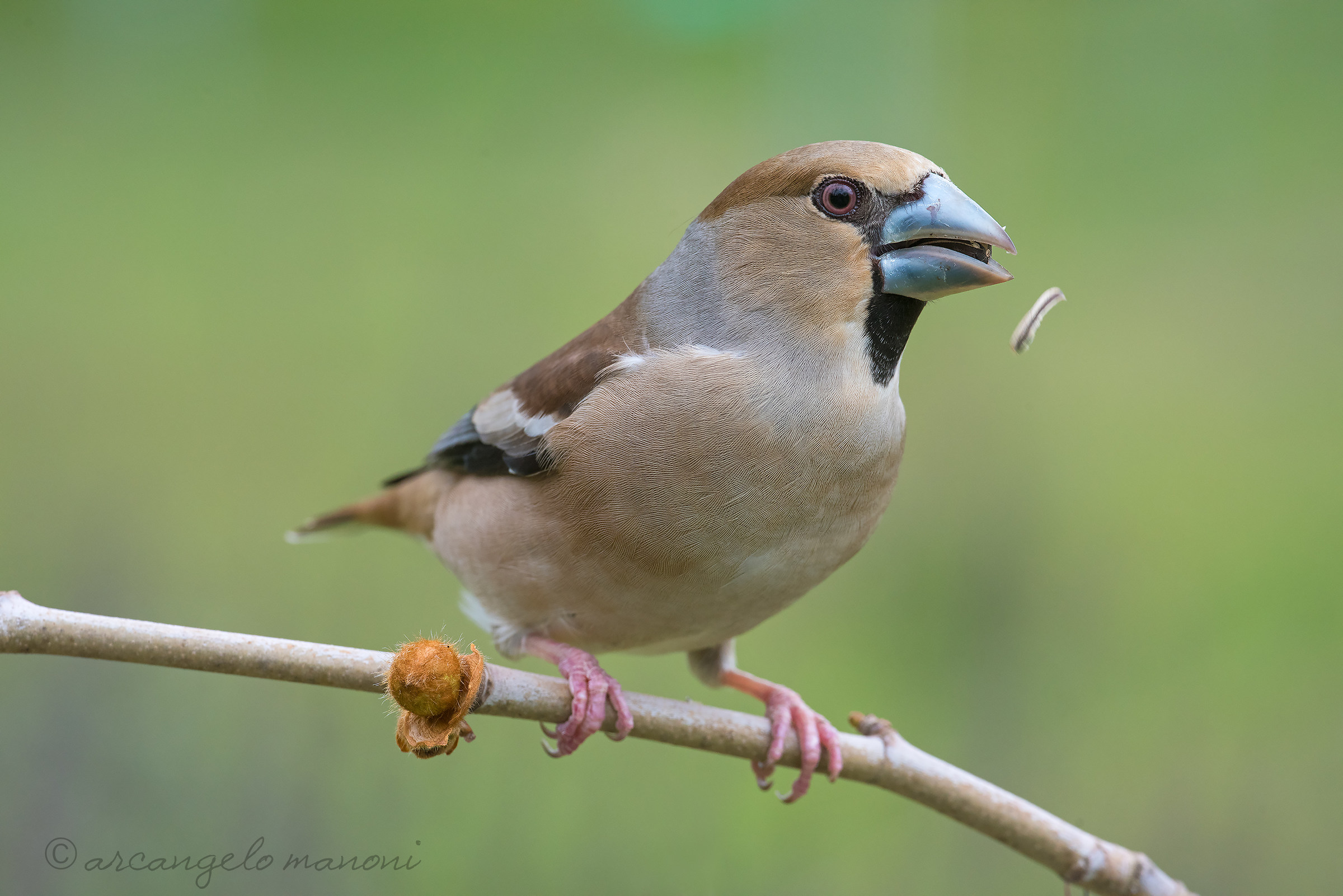 Coccothraustes coccothraustes