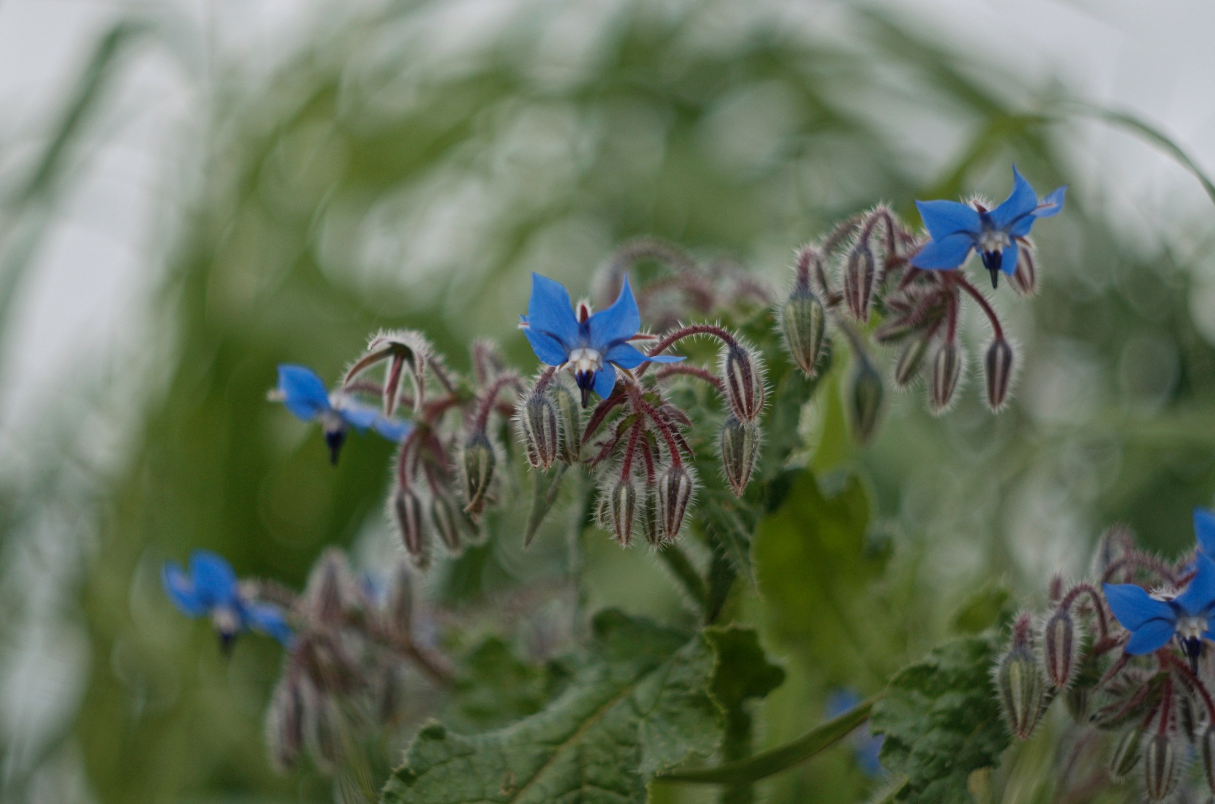 Borago Oficinalis