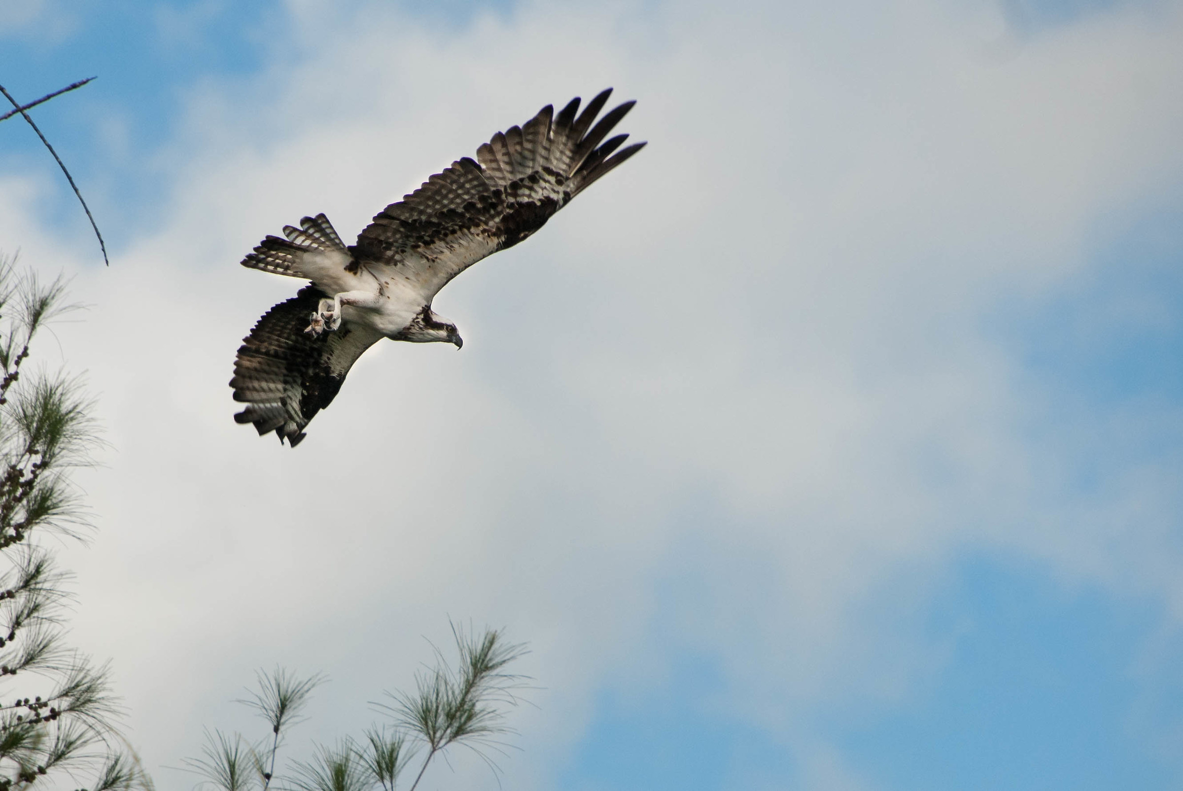 Il volo del Falco Pescatore