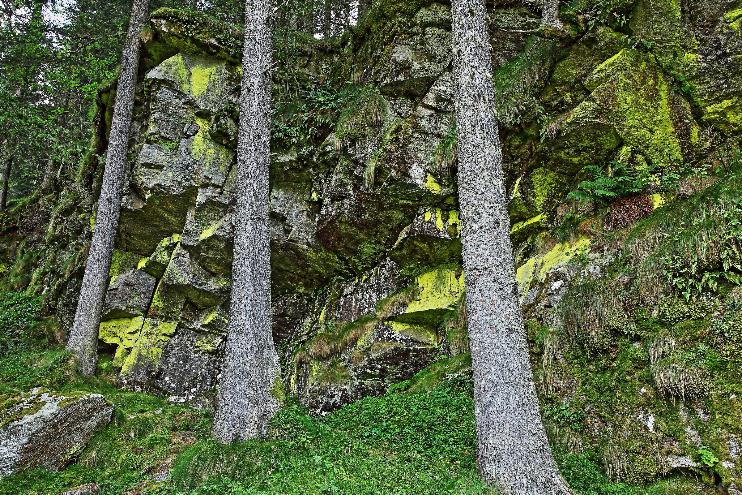 Licheni pngp Ceresole Reale