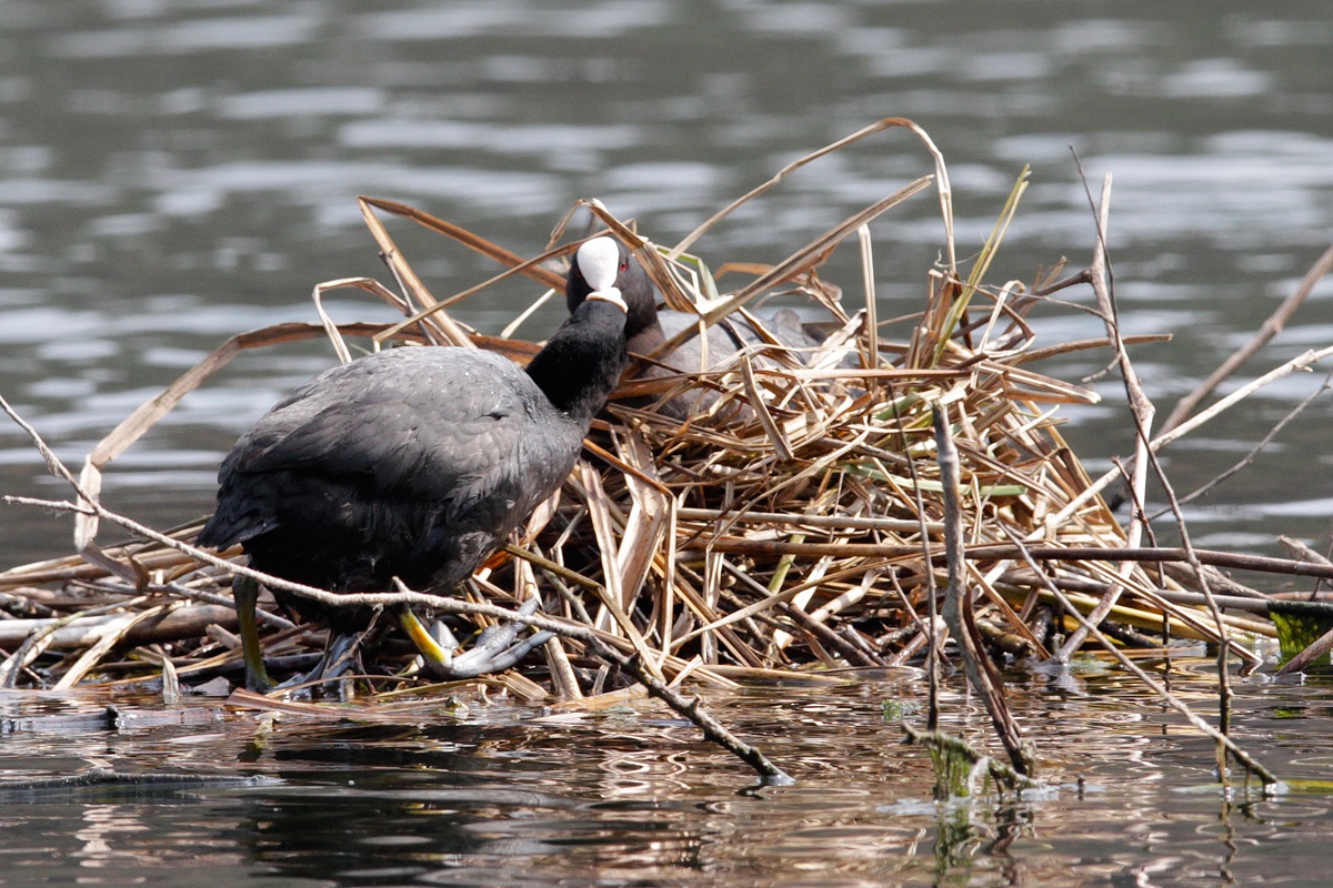 Folaghe in intimità