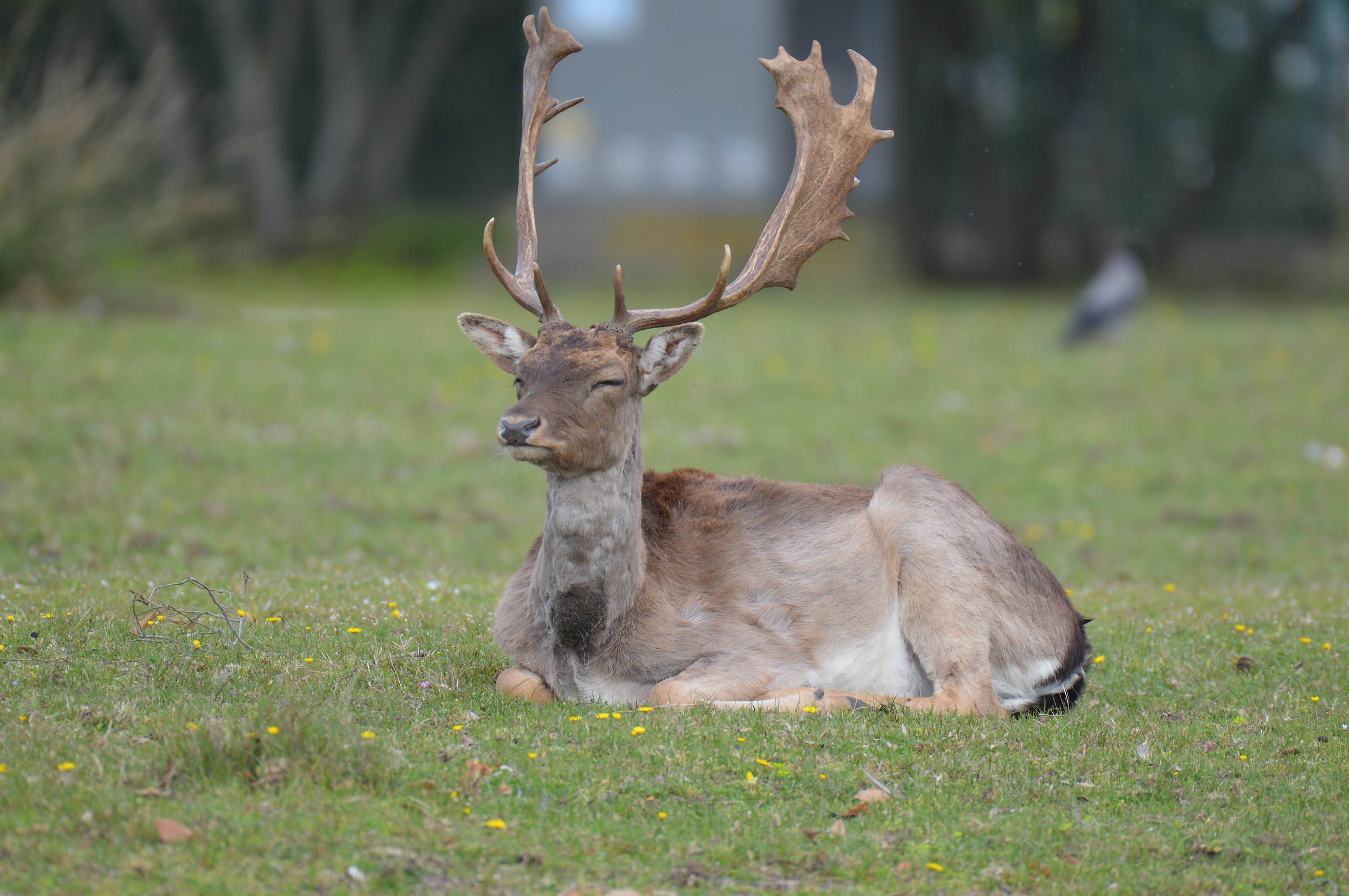 Fallow deer among the flowers