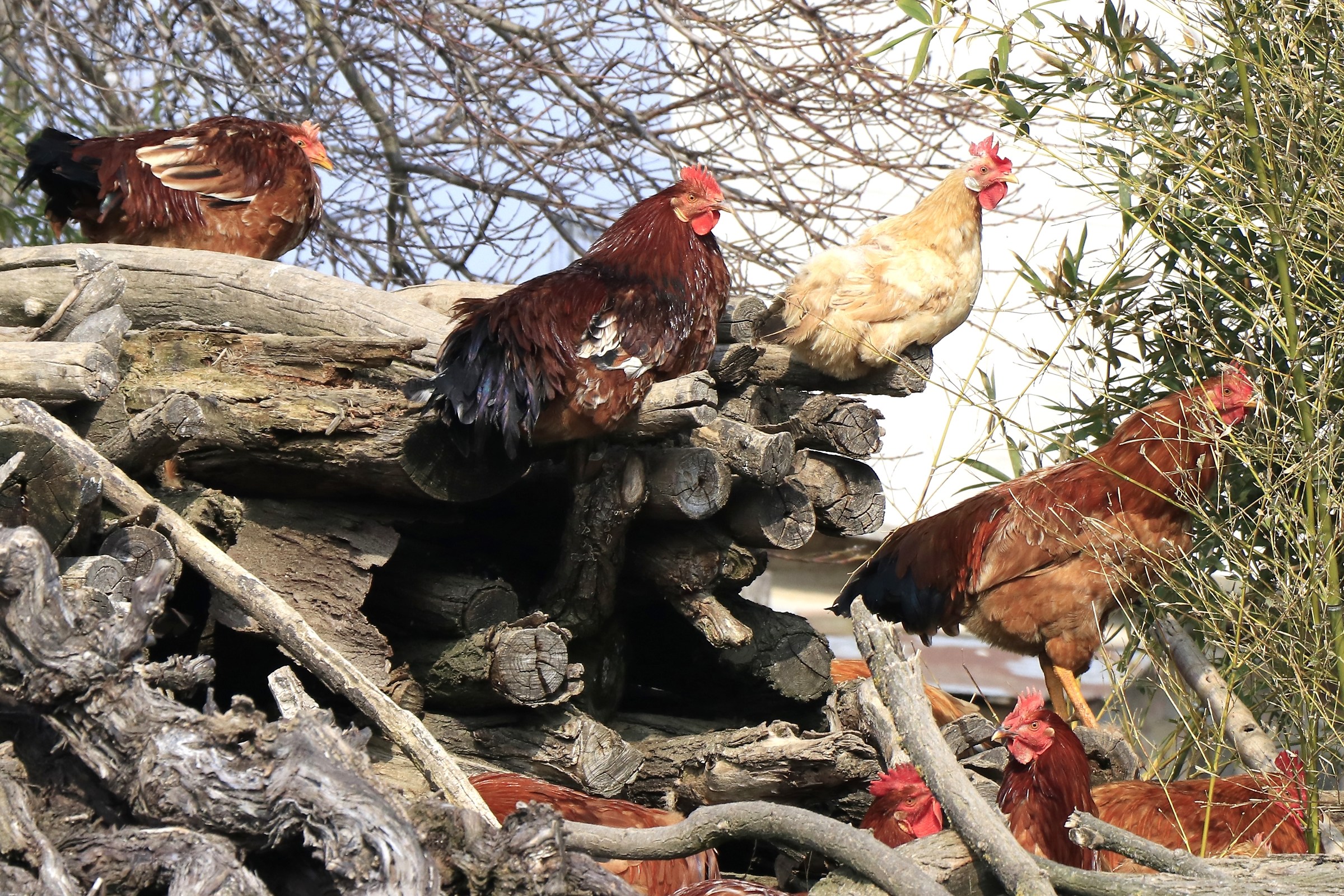 Capponi of San Damiano d'Asti