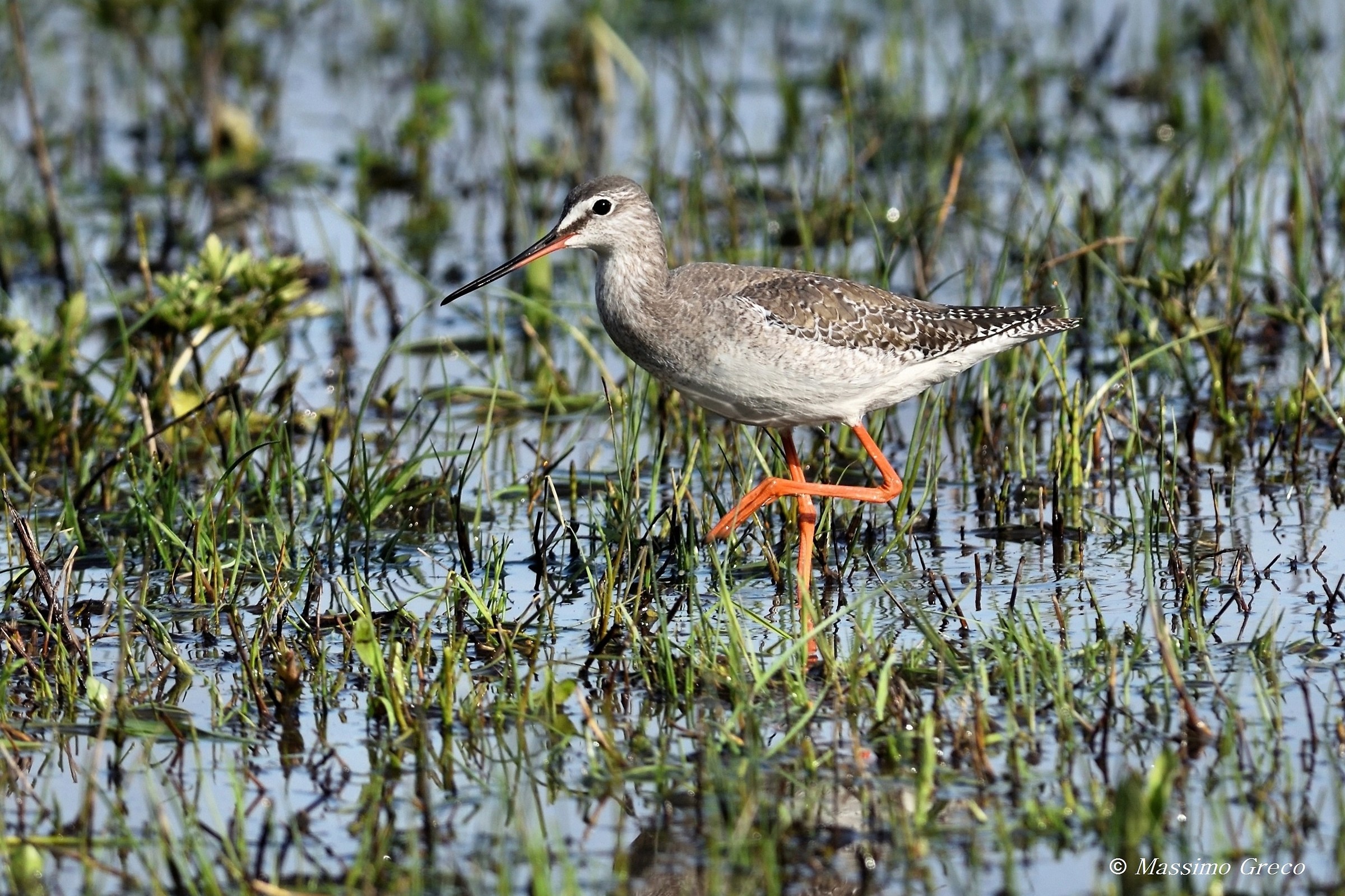 Totano moro (Tringa erythropus)