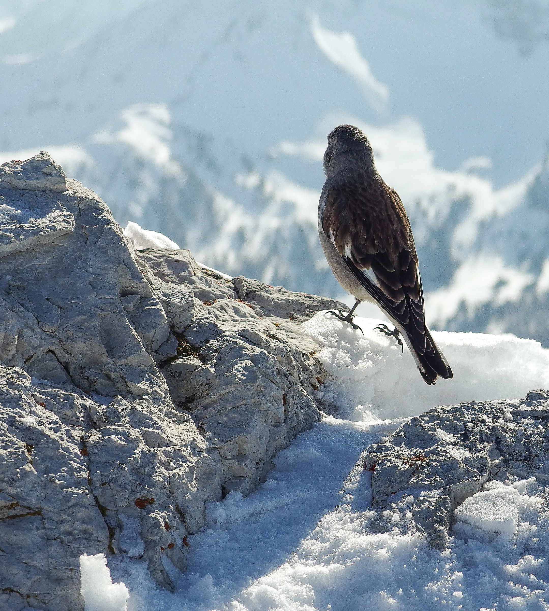 Fringuello alpino in contemplazione