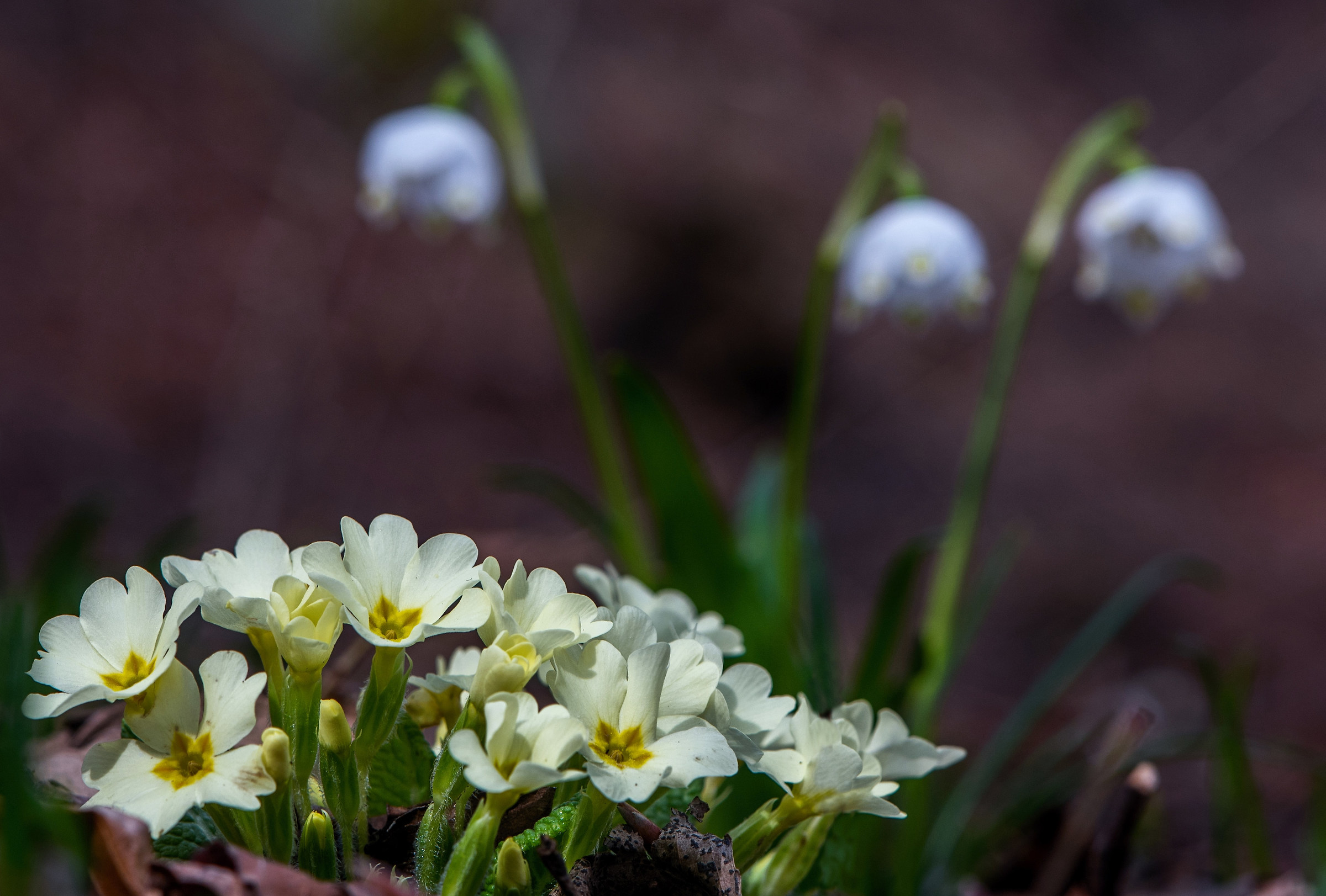 Il risveglio della primavera