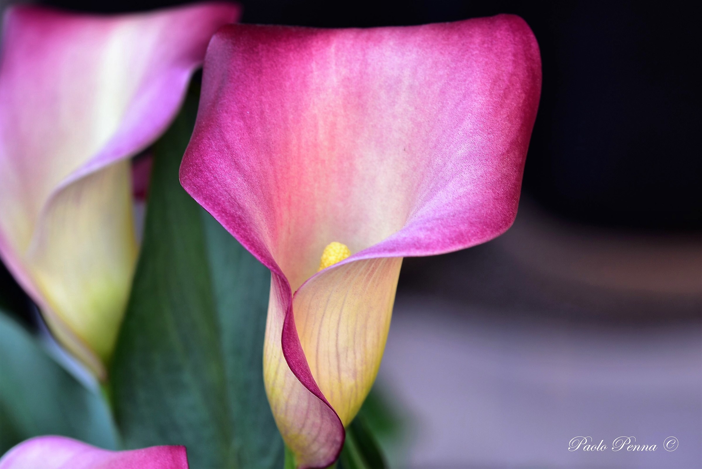 Calla