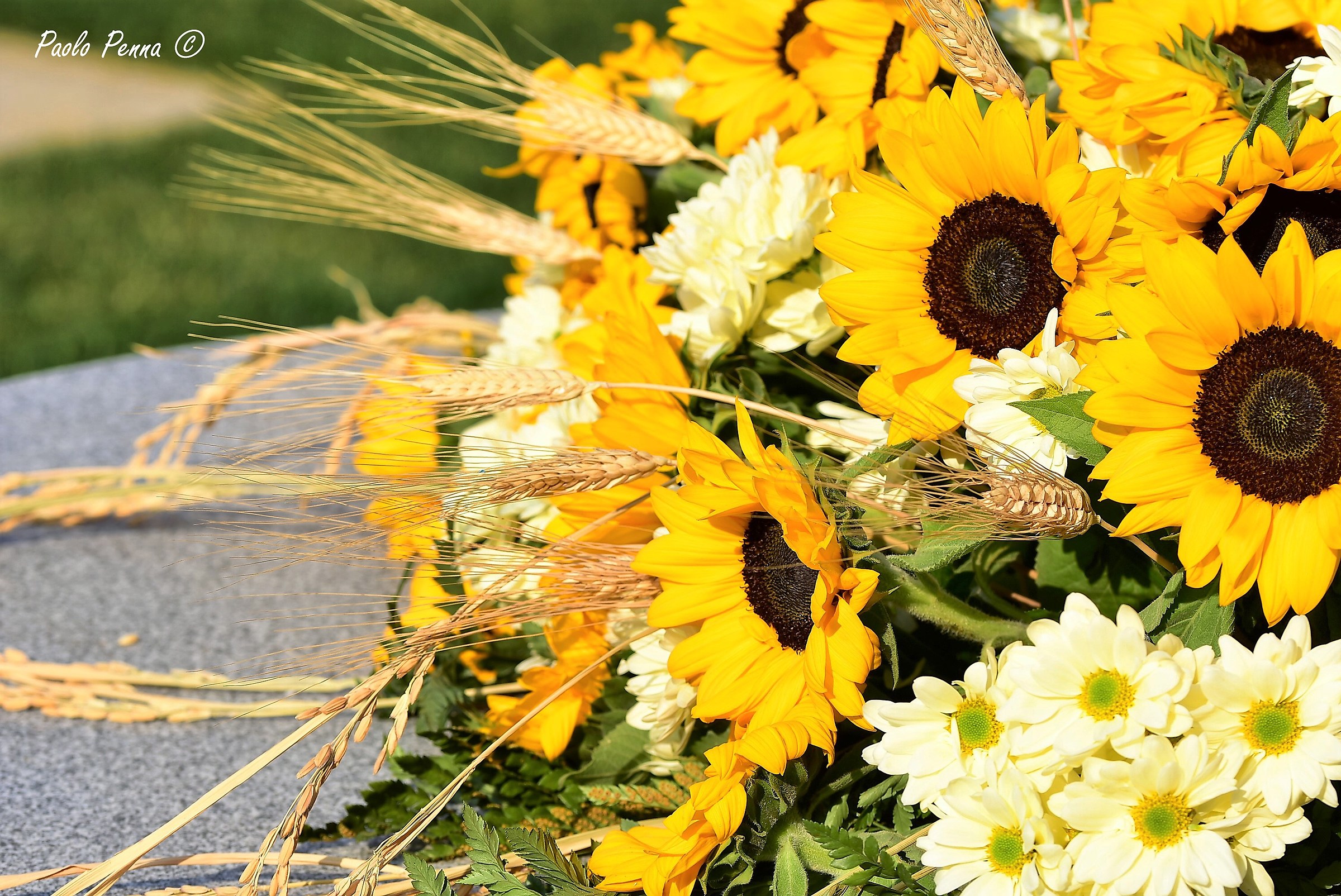 Girasoli e margherite
