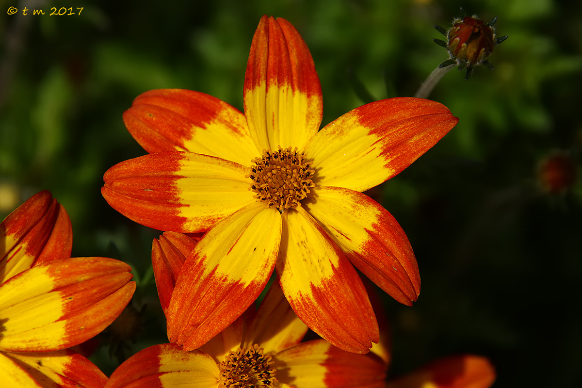 Dahlia with a simple flower