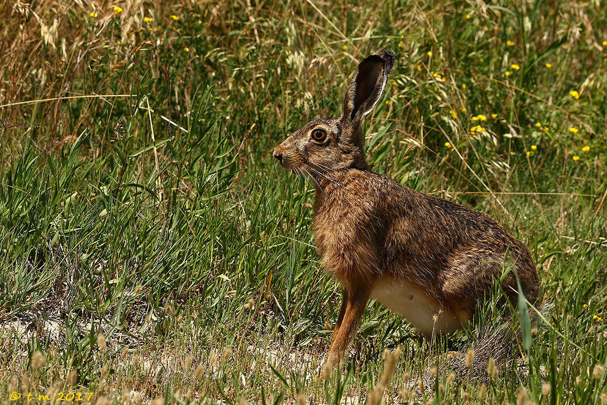 Hare posing