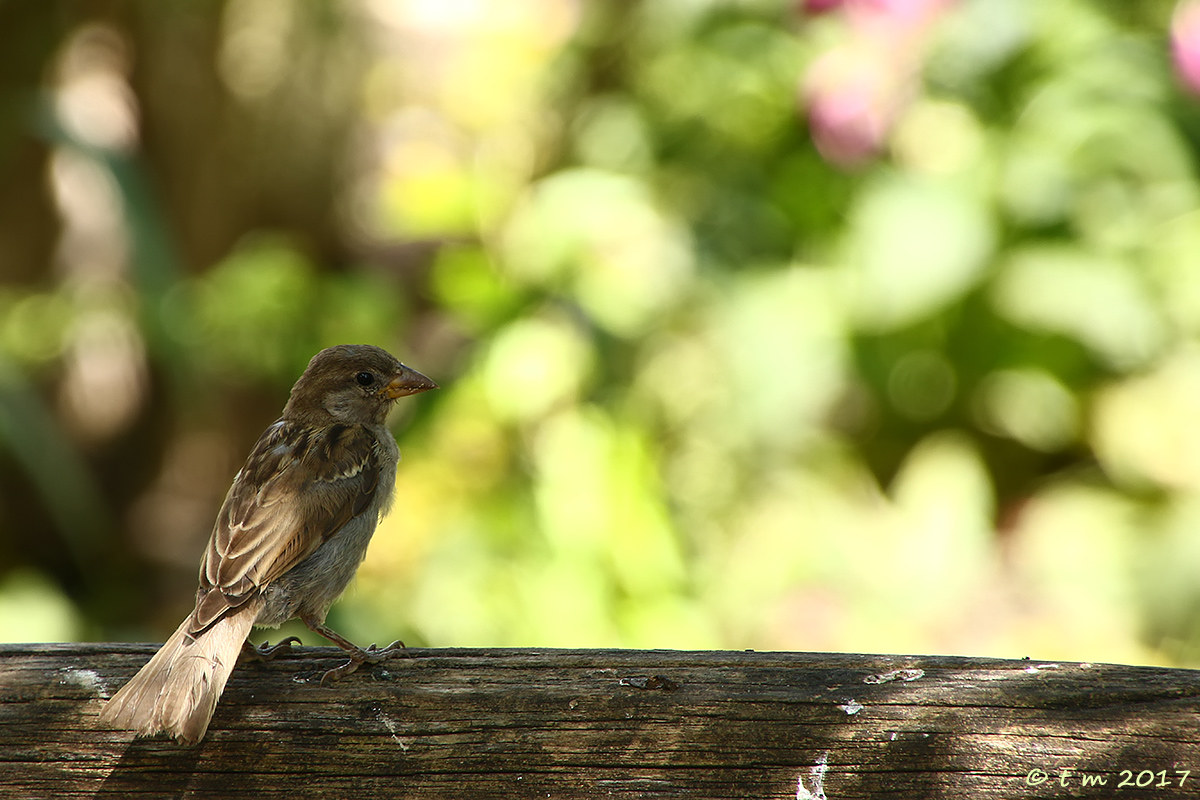 Between lights and shadows