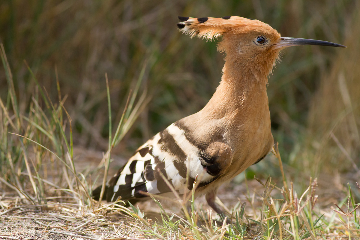 My first Hoopoe