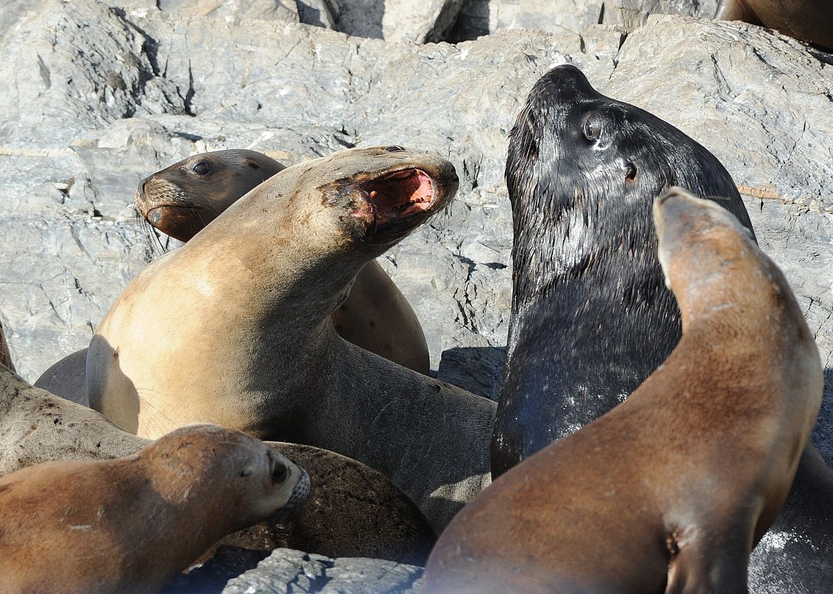 combattimenti fra leoni marini
