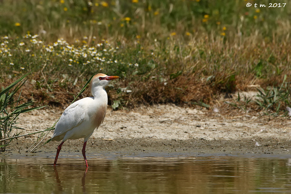Cattle Egret Juv
