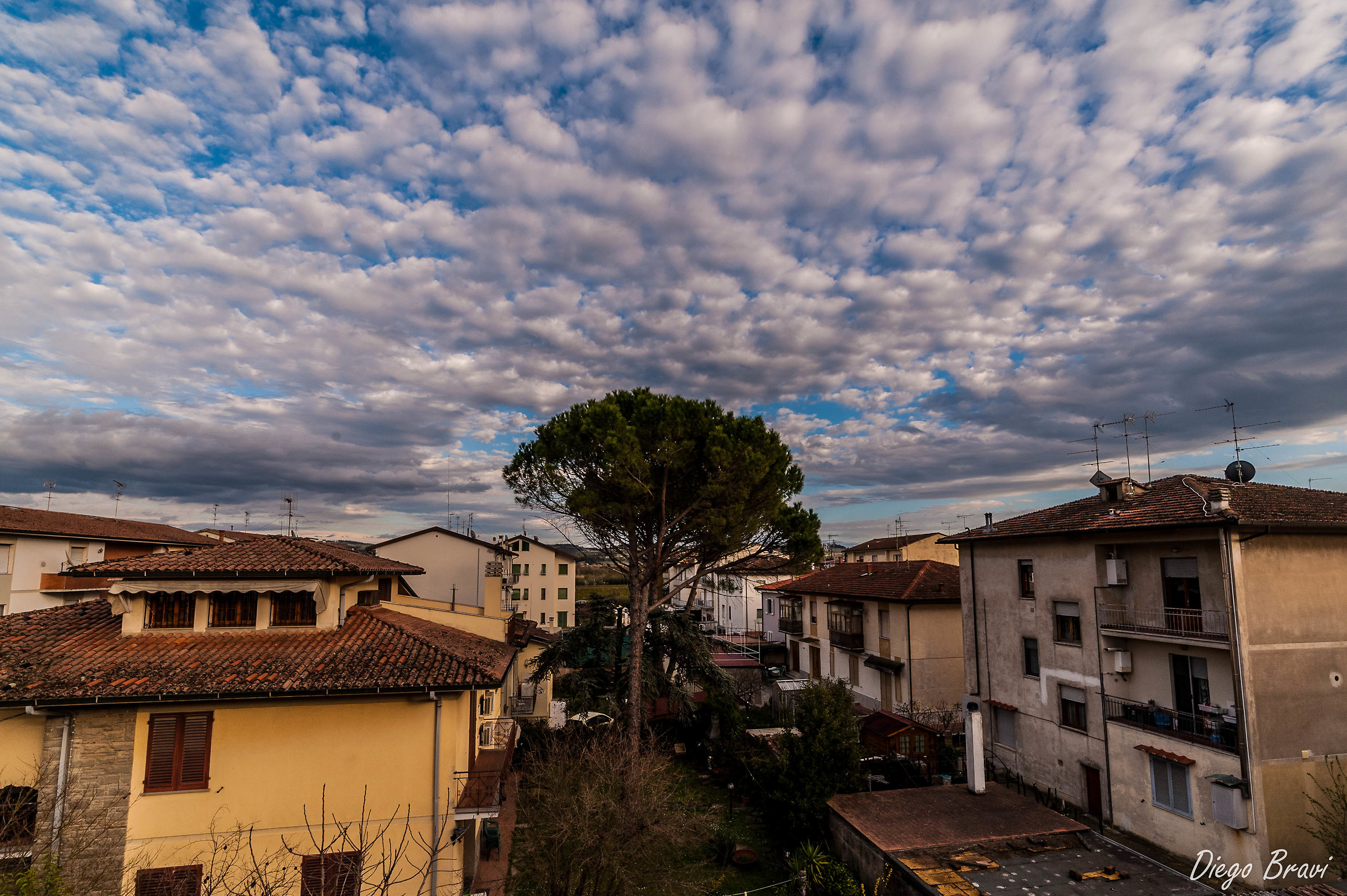 Solito Albero dietro casa...prova d700