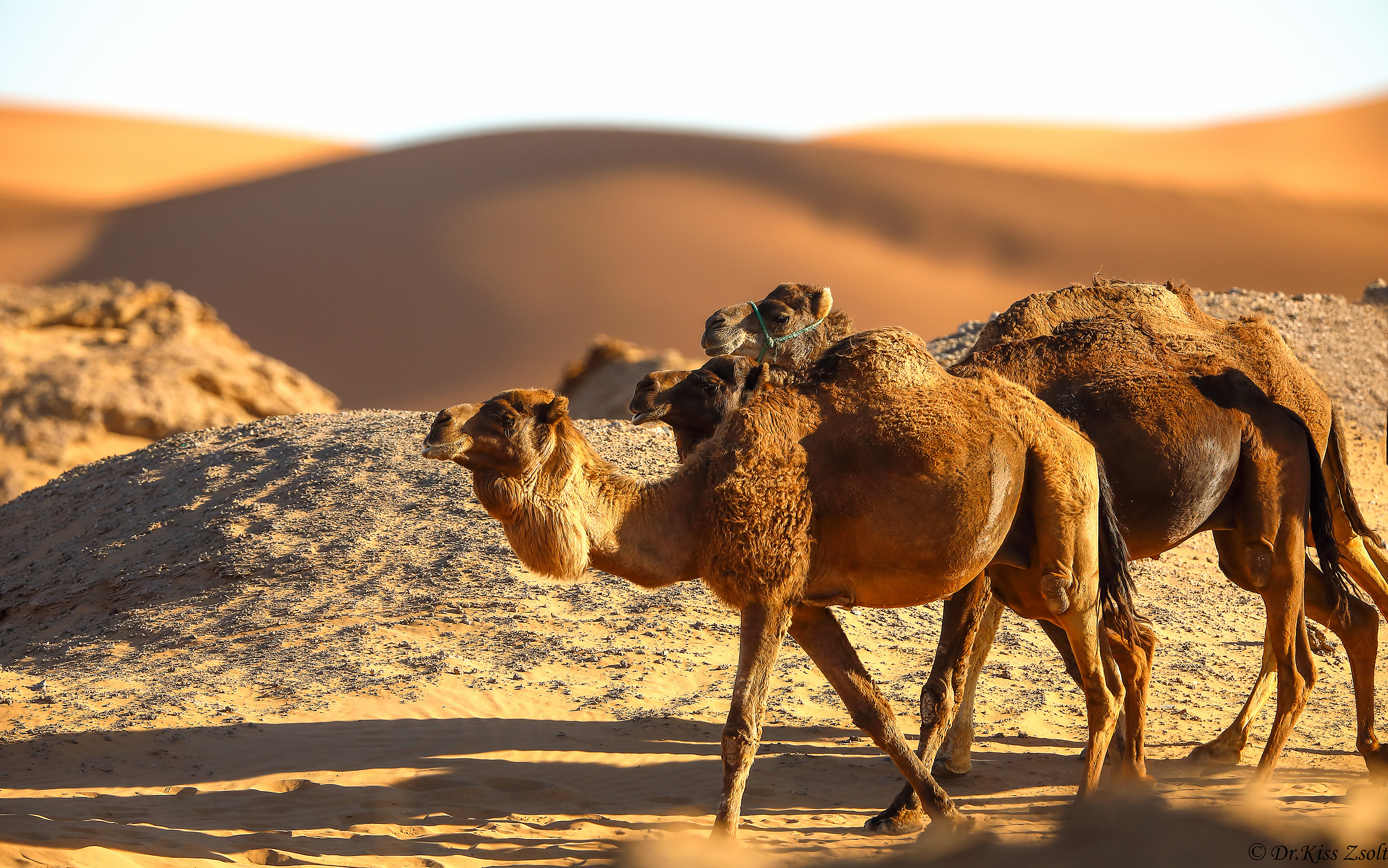 The ship of the desert