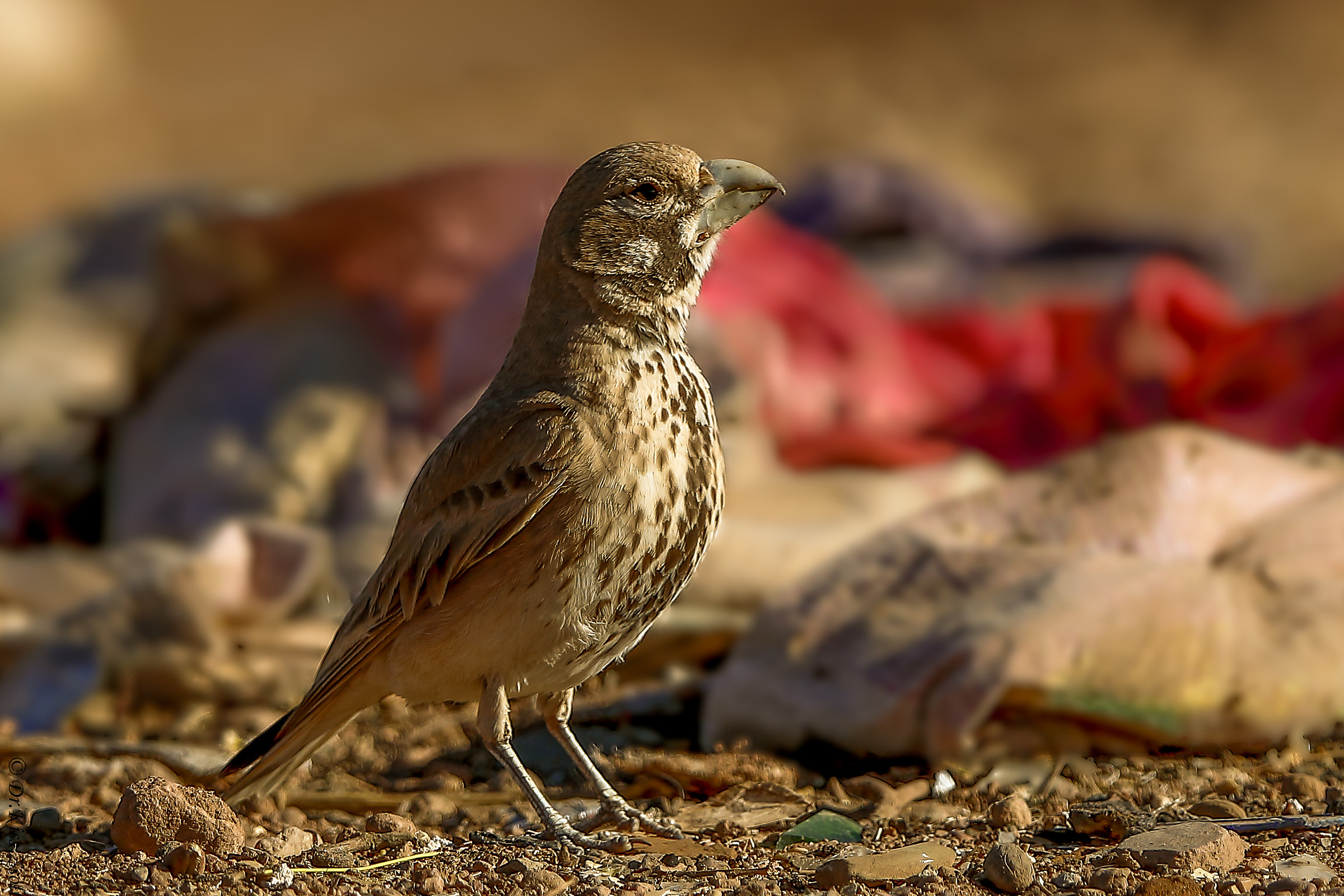 Lark in the midst of rubbish
