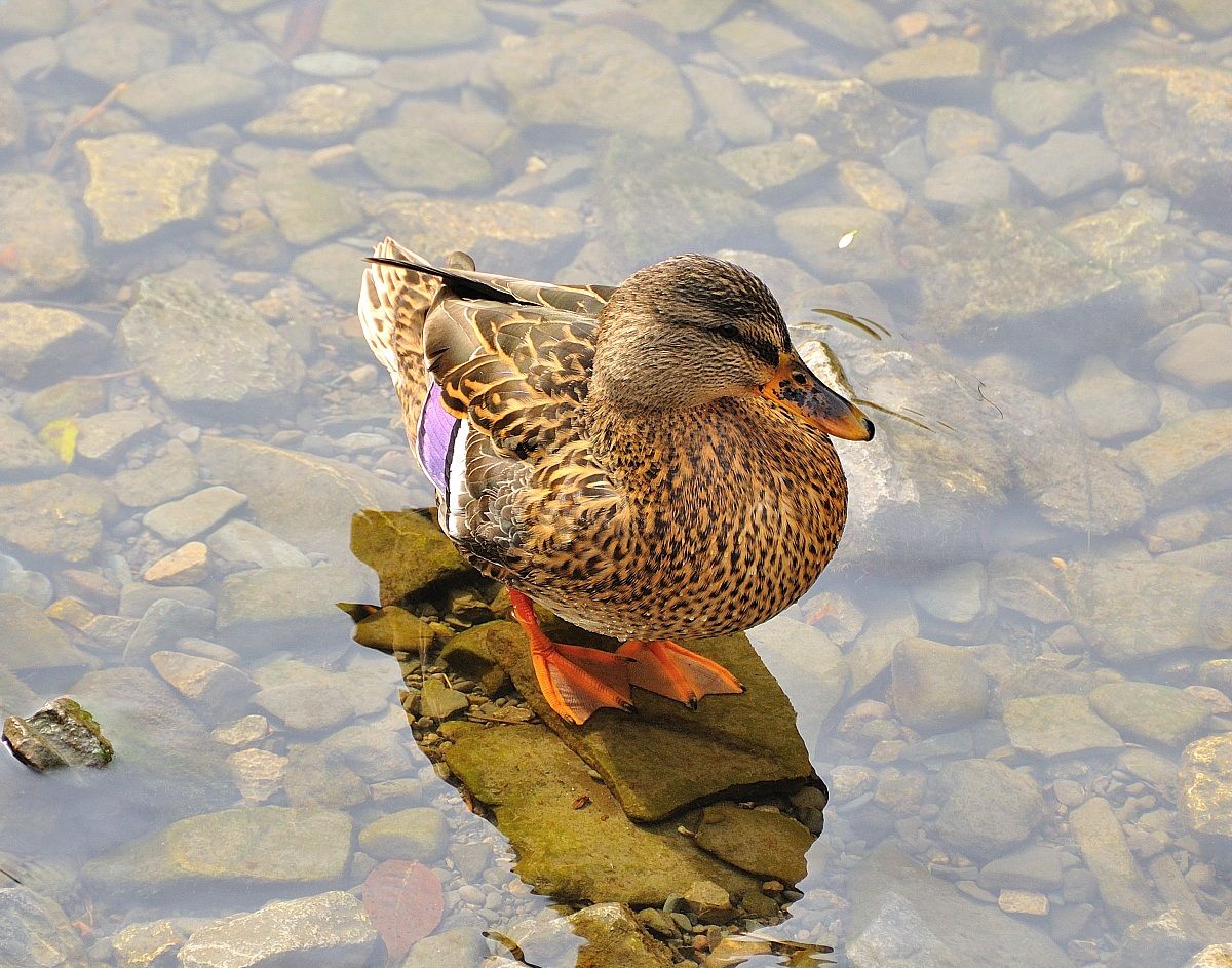 Femmina Mallard