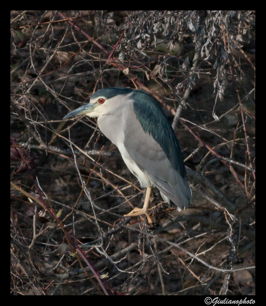 Night Heron