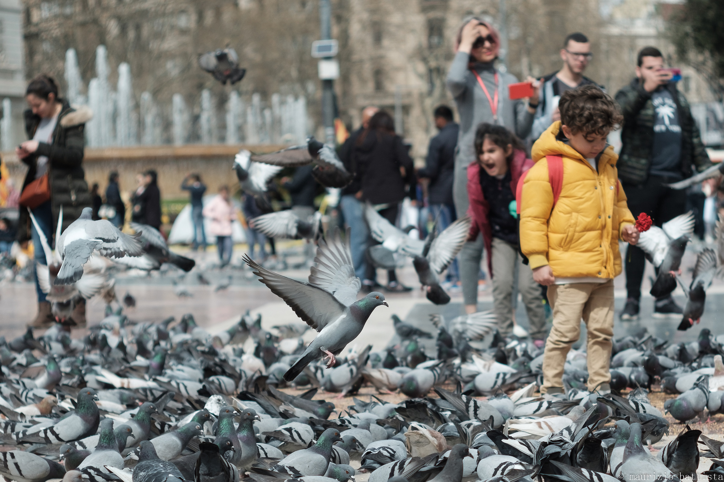 Piccioni in Plaza Catalunya