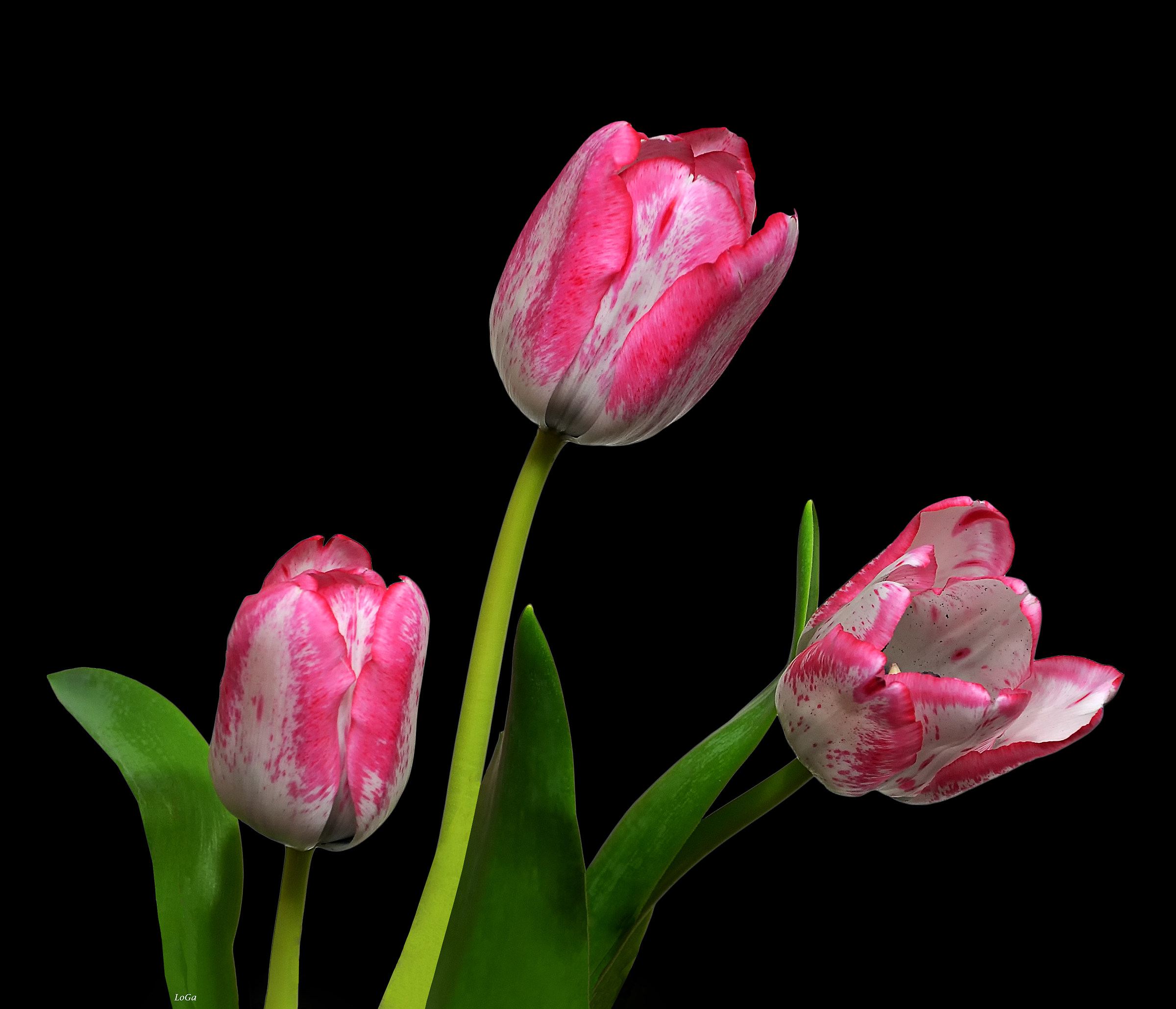 Tulips