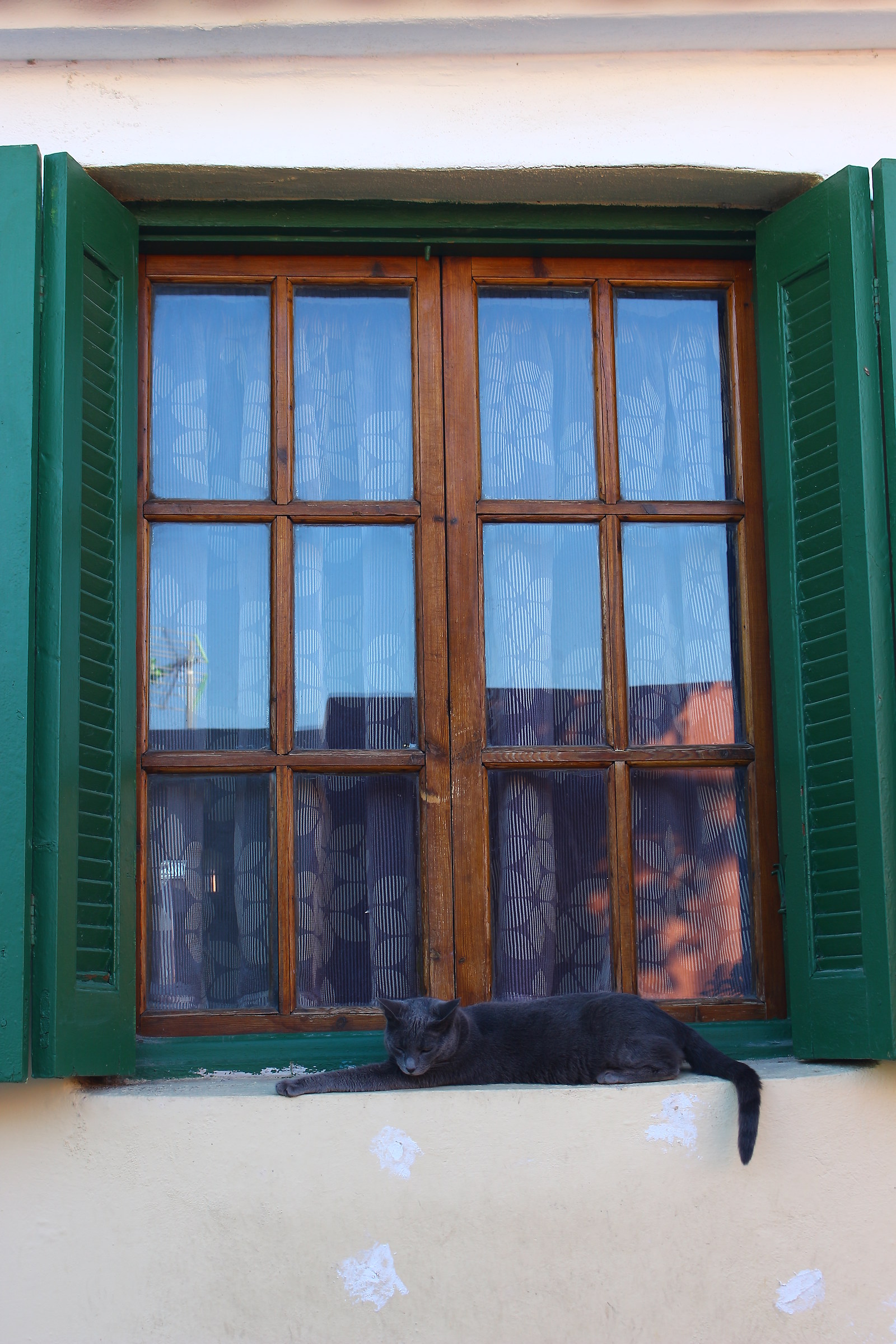 The Cat On The Window