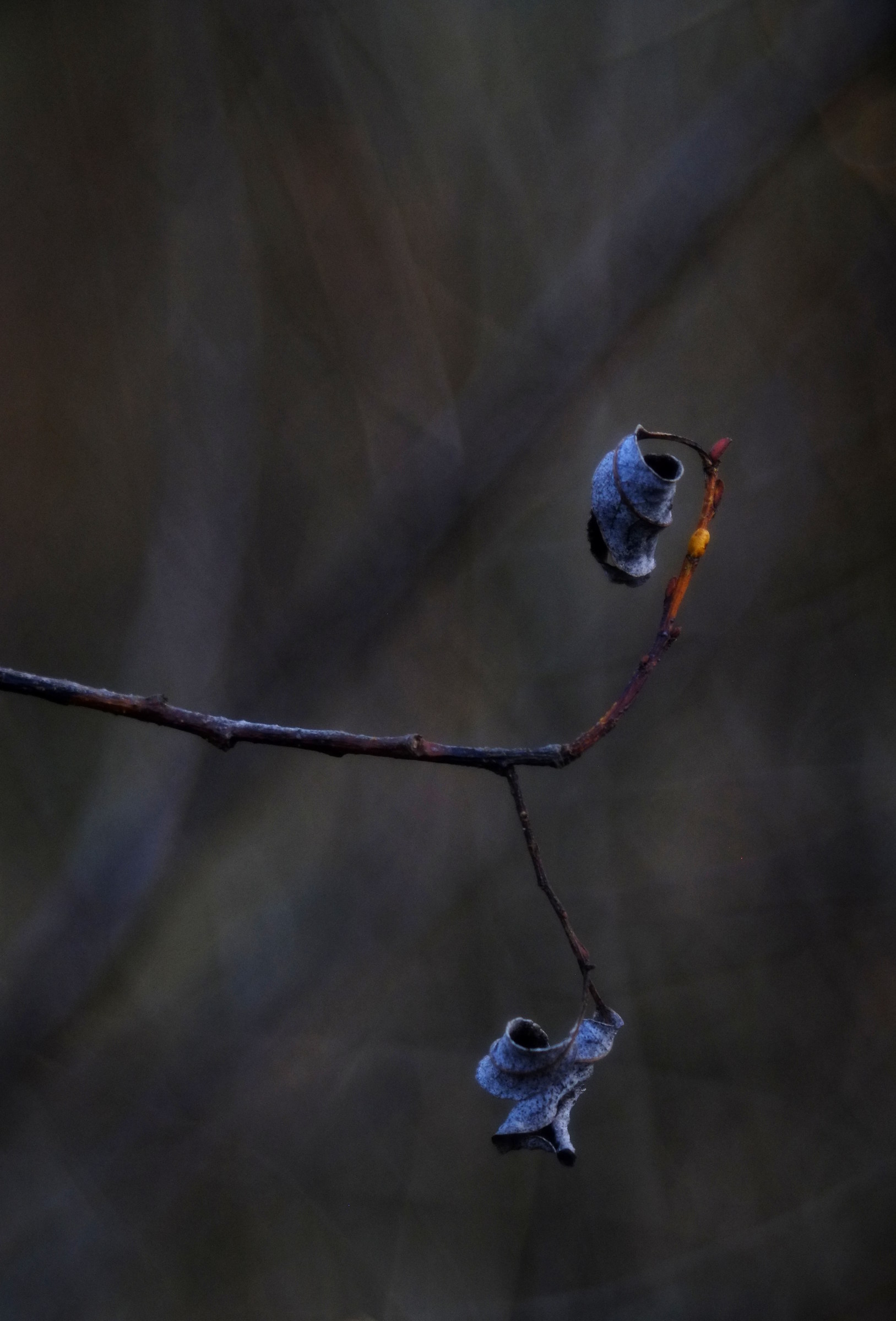 foglie di salice scorso, diaplan 80