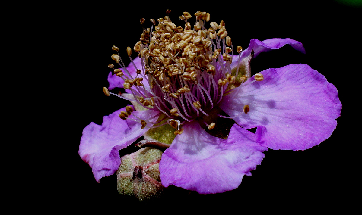 One day it will be blackberry