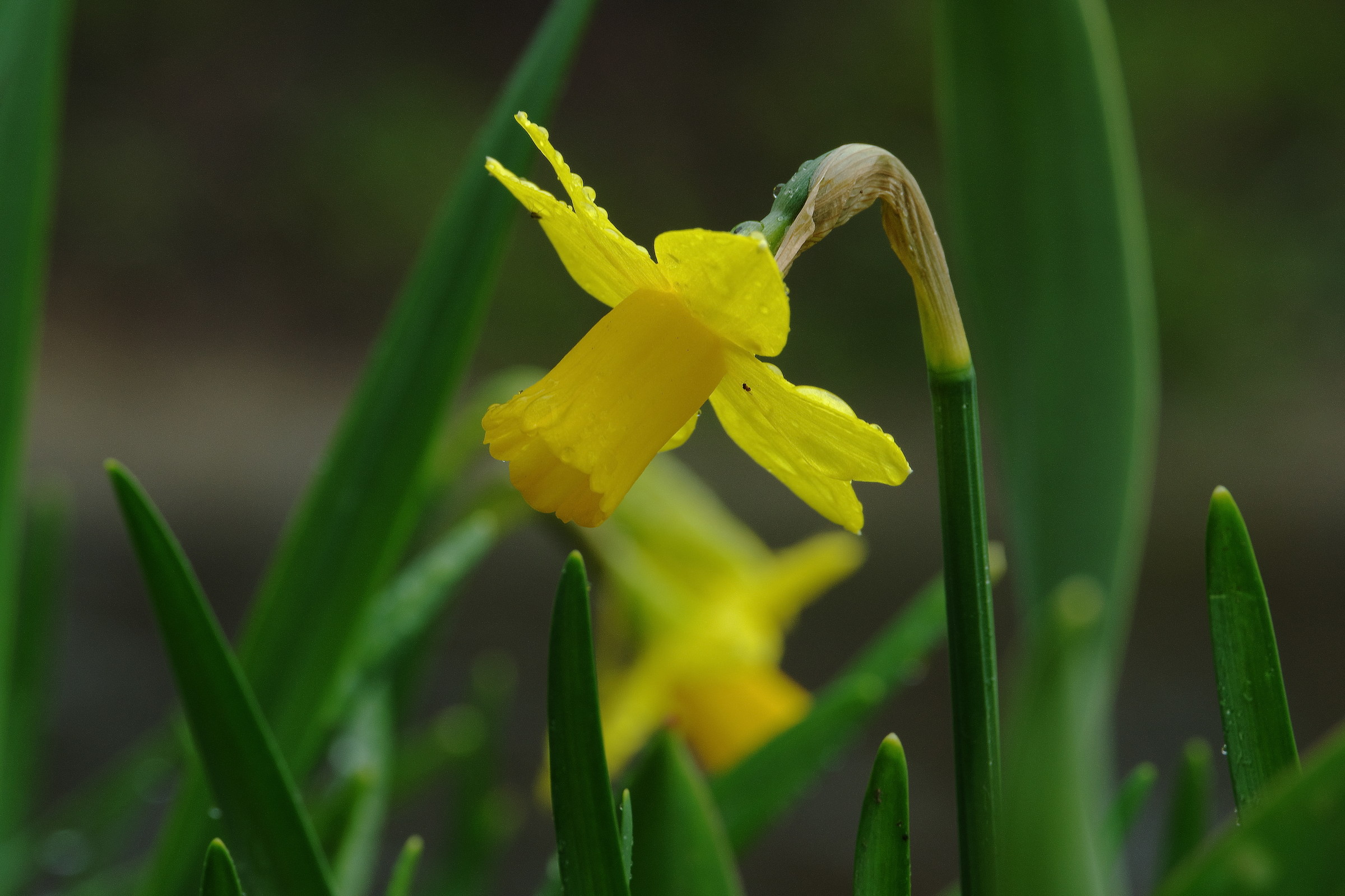 Narcisetto sotto la pioggia
