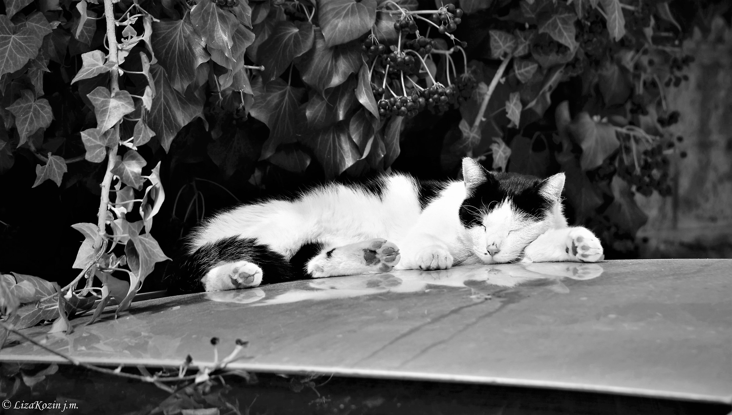 Soddisfazioni narcisistiche