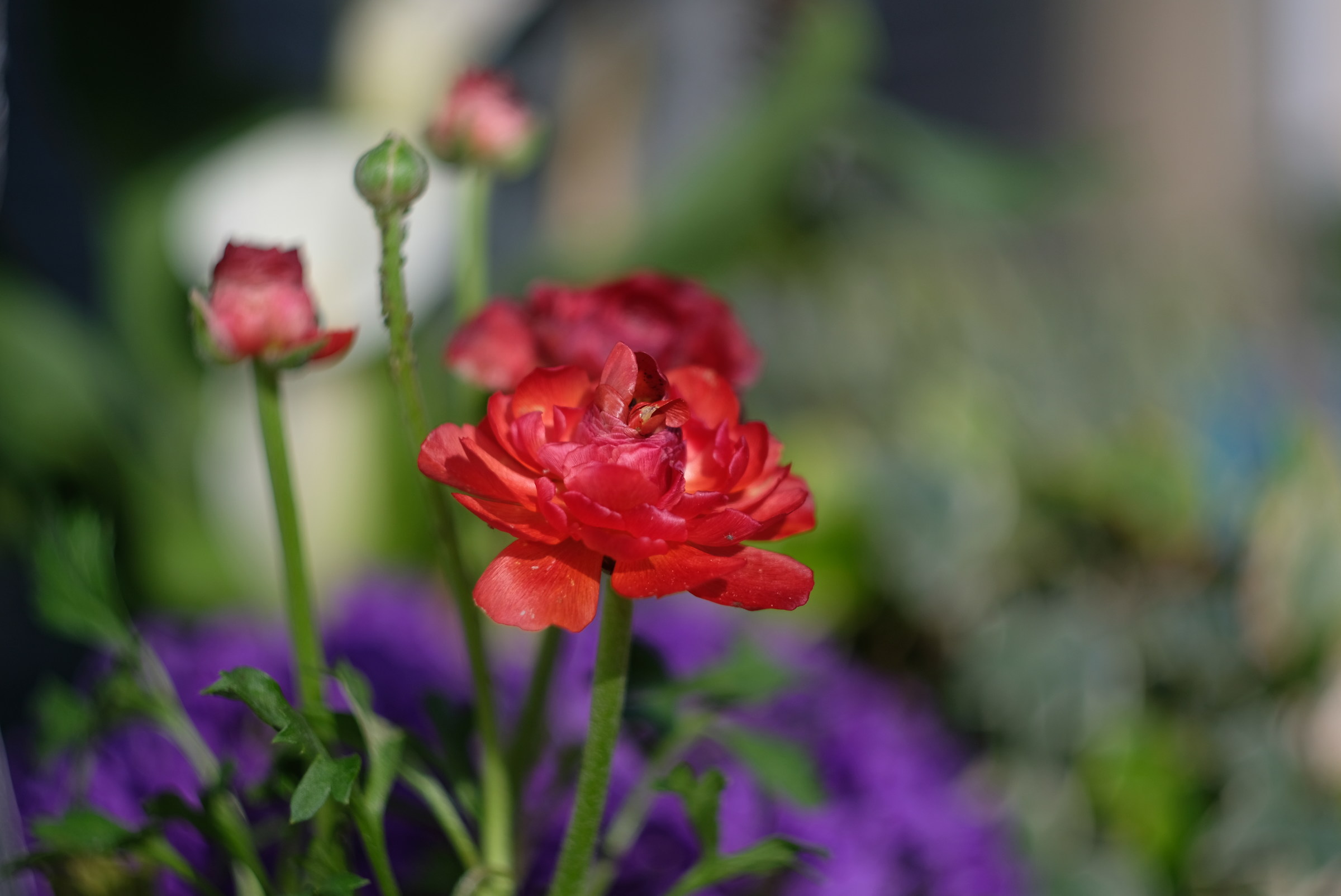 Ranunculus rosso
