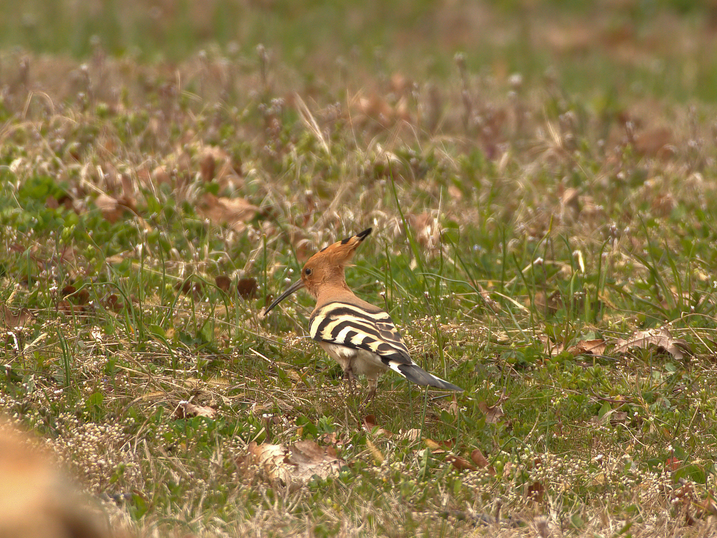 Hoopoe